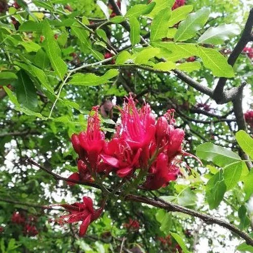 Fuchsia-tree (Schotia brachypetala)-i