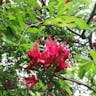 Fuchsia-tree (Schotia brachypetala)-i