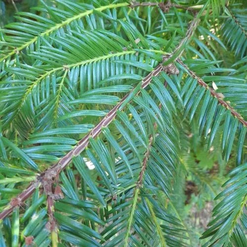 カヤ（茅） (Torreya nucifera)-i