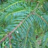 カヤ（茅） (Torreya nucifera)-i