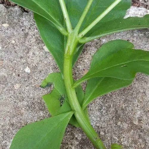 Fameflower (Talinum paniculatum)-i