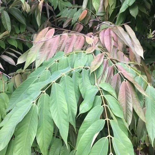 ヨウラクボク（瓔珞木） (Amherstia nobilis)-i