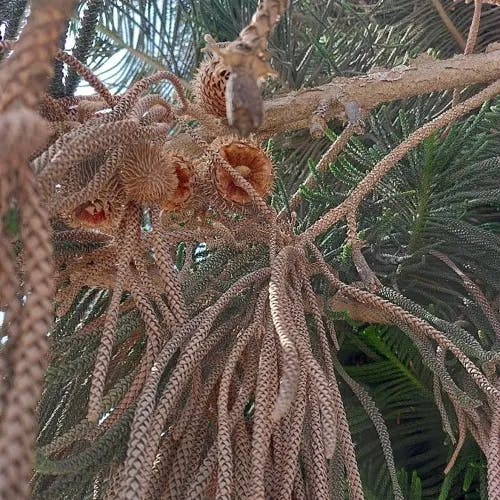 ナンヨウスギ（南洋杉） (Araucaria cunninghamii)-i