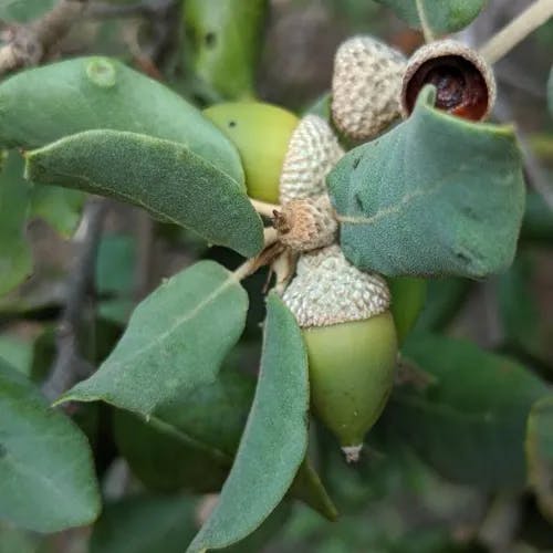 セイヨウヒイラギガシ（西洋柊樫） (Quercus ilex)-i