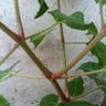 Beauty-of-the-night (Mirabilis jalapa)-i