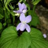エゾノタチツボスミレ（蝦夷の立坪菫） (Viola acuminata)-i