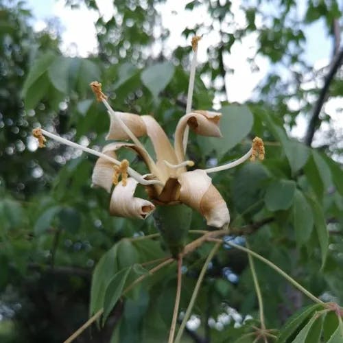 Pochote (Ceiba aesculifolia)-i