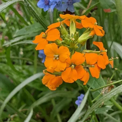 Western wallflower (Erysimum asperum)-i