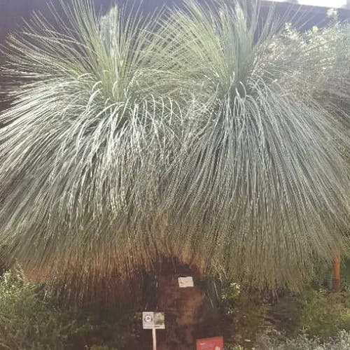 Grass tree (Xanthorrhoea glauca)-i