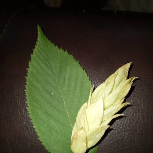 American hop-hornbeam (Ostrya virginiana)-i