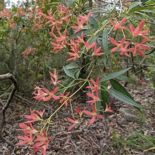 New south wales christmasbush (Ceratopetalum gummiferum)-i