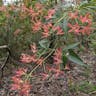 New south wales christmasbush (Ceratopetalum gummiferum)-i