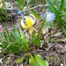 Avalanche-lily (Erythronium grandiflorum)-i