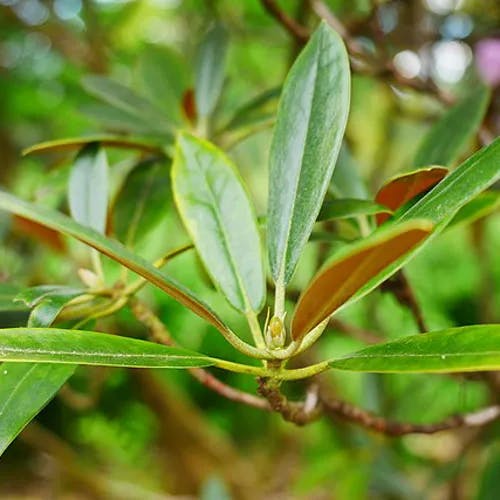 シャクナゲ（石楠花） (Rhododendron degronianum)-i