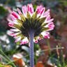 デージー (Bellis perennis)-i