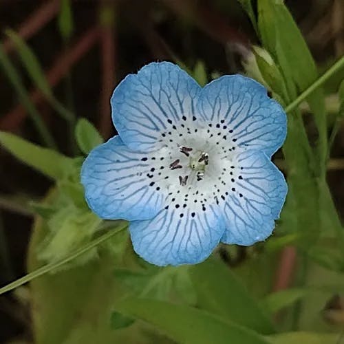 ルリカラクサ（瑠璃唐草） (Nemophila menziesii)-i