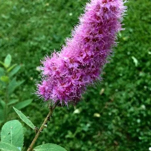 Steeplebush (Spiraea douglasii)-i