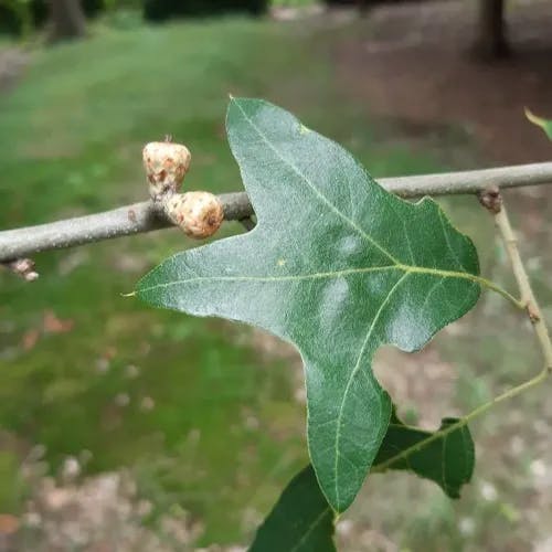 Bear oak (Quercus ilicifolia)-i