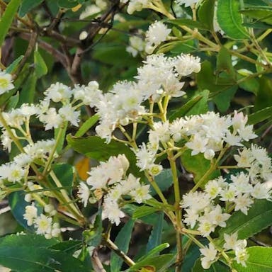 New south wales christmasbush