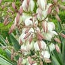 センジュラン（千寿蘭） (Yucca aloifolia)-i