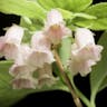 ヨウラクツツジ（瓔珞躑躅） (Rhododendron kroniae)-i