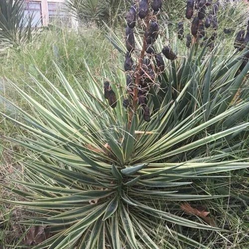 Soaptree yucca (Yucca elata)-i