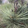 Soaptree yucca (Yucca elata)-i