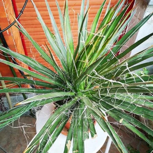 Thread agave (Agave filifera)-i