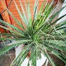 Thread agave (Agave filifera)-i