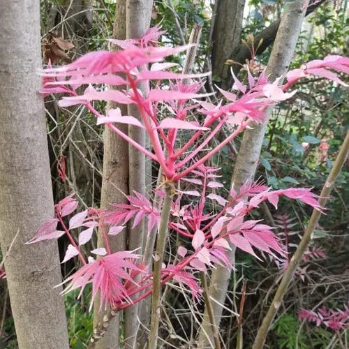 チャンチン（香椿） (Toona sinensis)-i