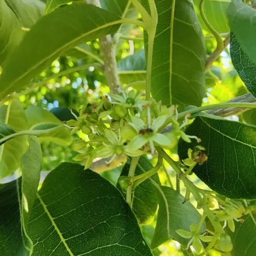 Mexican apple (Casimiroa edulis)-i