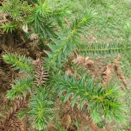 パラナマツ（パラナ松） (Araucaria angustifolia)-i