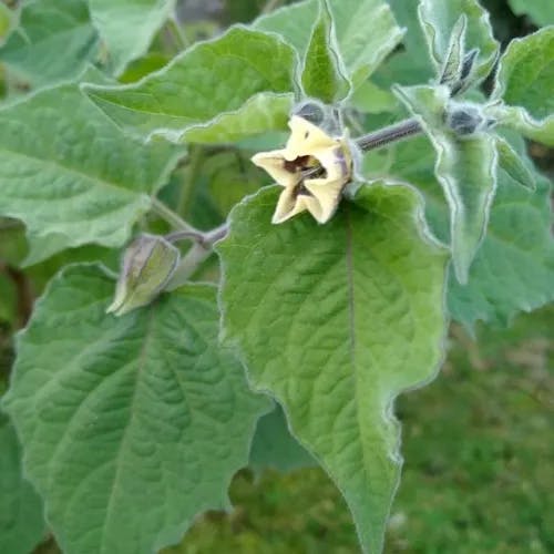 ブドウホオズキ（葡萄酸漿） (Physalis peruviana)-i