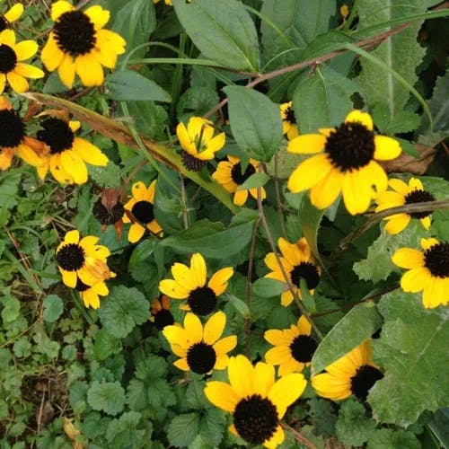 アラゲハンゴンソウ（荒毛反魂草） (Rudbeckia hirta)-i