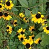 アラゲハンゴンソウ（荒毛反魂草） (Rudbeckia hirta)-i