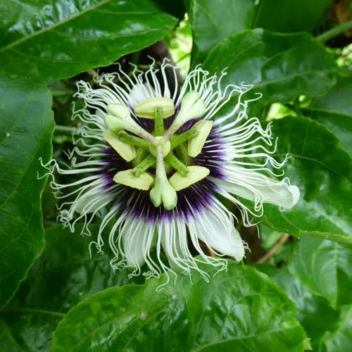 パッションフルーツ (Passiflora edulis)-i