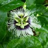 パッションフルーツ (Passiflora edulis)-i