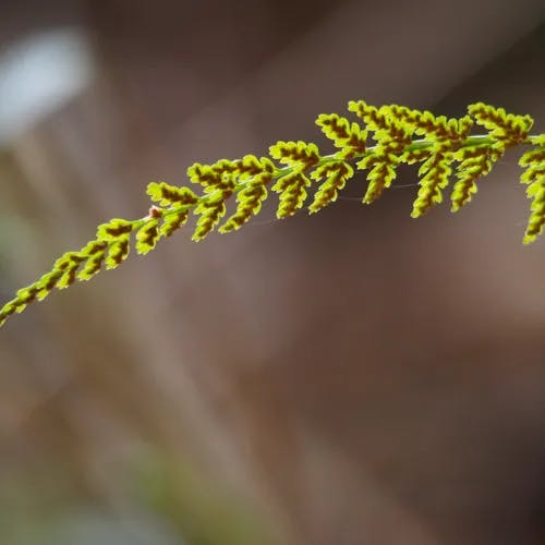 トラノオシダ（虎尾羊歯） (Asplenium incisum)-i