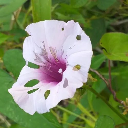 サツマイモ（薩摩芋） (Ipomoea batatas)-i