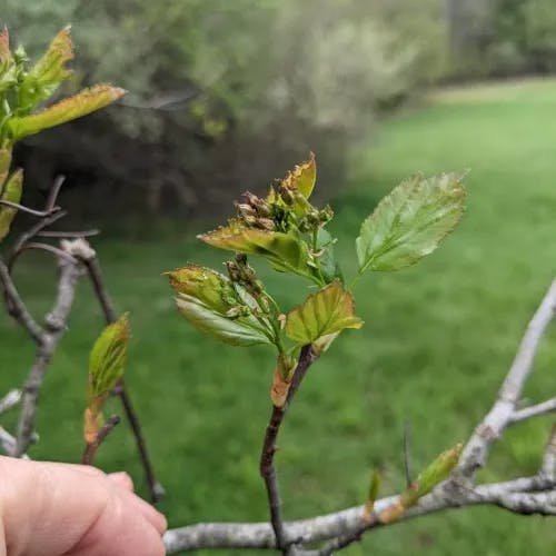 Southernthorn (Crataegus viridis)-i