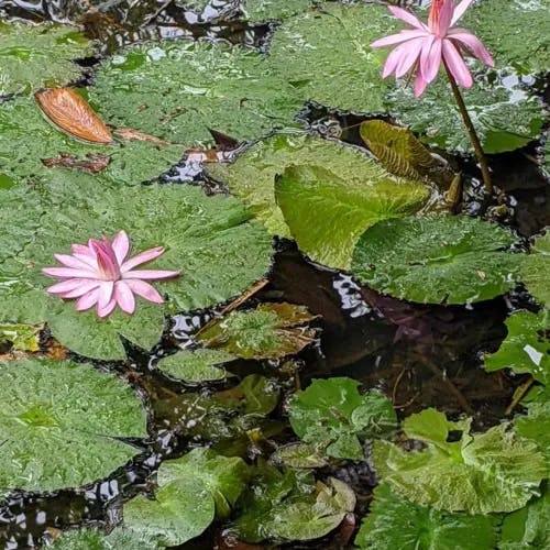 アカバナスイレン（赤花睡蓮） (Nymphaea rubra)-i