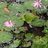 アカバナスイレン（赤花睡蓮） (Nymphaea rubra)-i