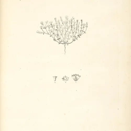 コケリンドウ（苔竜胆） (Gentiana squarrosa)-i