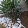 Chinese palm (Yucca decipiens)-i