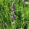 Woolly bluecurls (Trichostema lanatum)-i