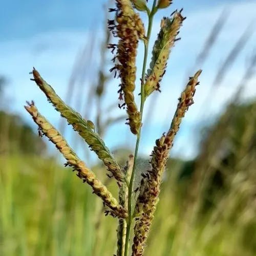 タチスズメノヒエ（立雀稗） (Paspalum urvillei)-i