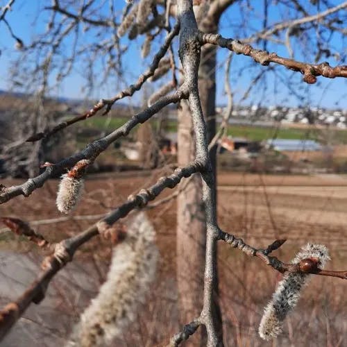 European aspen (Populus tremula)-i