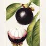 マンゴスチン (Garcinia mangostana)-i