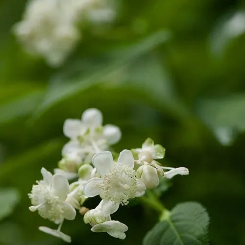 ギンバイソウ（銀梅草） (Hydrangea bifida)-i