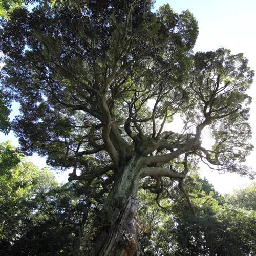 スダジイ（すだ椎） (Castanopsis sieboldii)-i